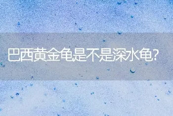 巴西黄金龟是不是深水龟？