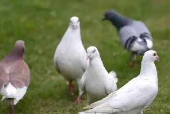 新手如何养鸽子 如何饲养鸽子