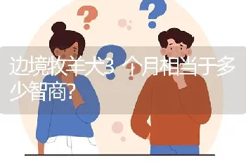 边境牧羊犬3个月相当于多少智商？