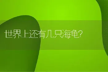 世界上还有几只海龟？