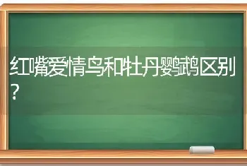 红嘴爱情鸟和牡丹鹦鹉区别？