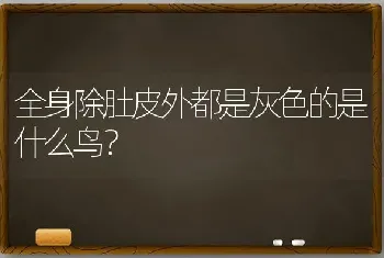 全身除肚皮外都是灰色的是什么鸟？