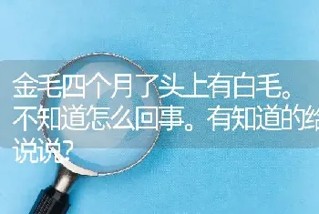 金毛四个月了头上有白毛。不知道怎么回事。有知道的给说说？