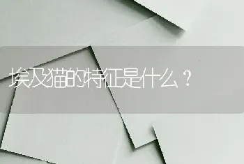 埃及猫的特征是什么？