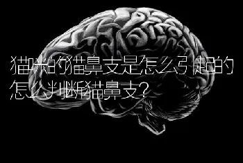 猫咪的猫鼻支是怎么引起的怎么判断猫鼻支？