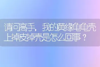 请问高手，我的黄缘龟龟壳上掉皮掉壳是怎么回事？