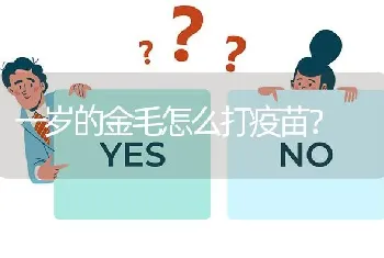 一岁的金毛怎么打疫苗？