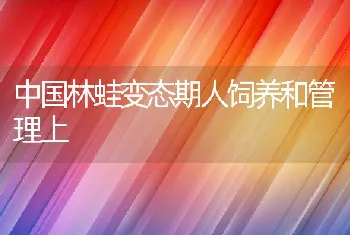 中国林蛙变态期人饲养和管理上