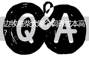 边牧与柴犬哪个饲养成本高？