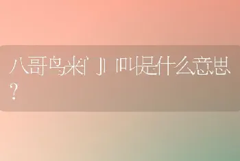 八哥鸟来门口叫是什么意思？