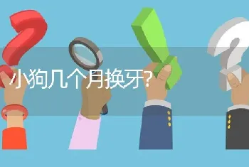 小狗几个月换牙？