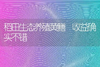 稻田生态养殖黄鳝收益确实不错