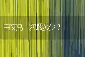 白文鸟一次喂多少？