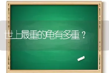 猫咪胃口正常，但吃完就吐？