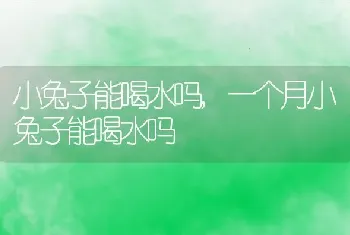 小兔子能喝水吗，一个月小兔子能喝水吗