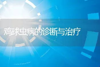 盆栽南洋杉的养护与管理