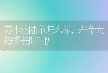 苏卡达陆龟怎么养，寿命大概多长时间？