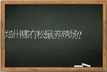 郑州哪有松鼠养殖场？