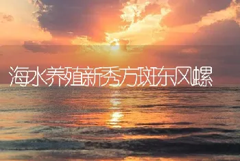 海水养殖新秀方斑东风螺