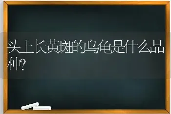 头上长黄斑的乌龟是什么品种？