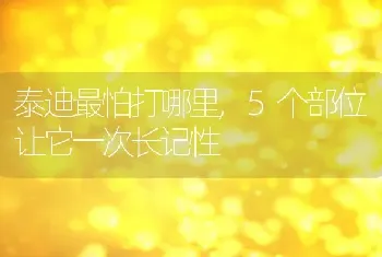 泰迪最怕打哪里，5个部位让它一次长记性