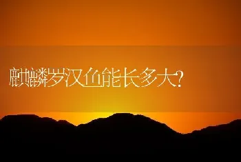 麒麟罗汉鱼能长多大？