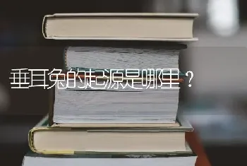 短腿猫曼基康好养吗？