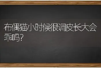 布偶猫小时候很调皮长大会乖吗？