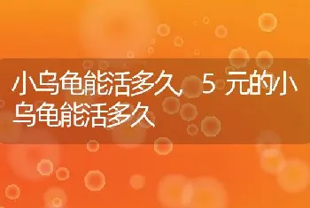 小乌龟能活多久，5元的小乌龟能活多久