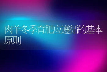 饲养绵羊须注意补足饲料