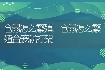 仓鼠怎么繁殖，仓鼠怎么繁殖合笼就打架