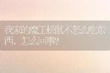 我家的魔王松鼠不怎么吃东西，怎么回事？