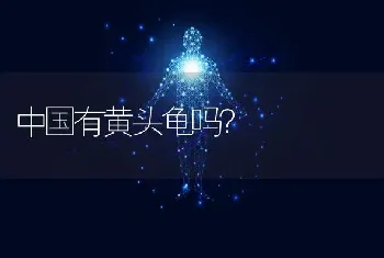 中国有黄头龟吗？