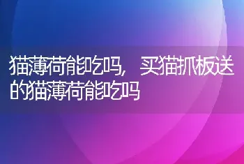 猫薄荷能吃吗，买猫抓板送的猫薄荷能吃吗