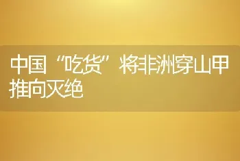 中国“吃货”将非洲穿山甲推向灭绝