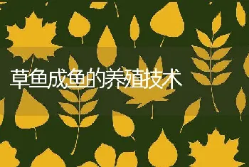 草鱼成鱼的养殖技术