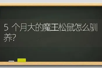 5个月大的魔王松鼠怎么驯养？