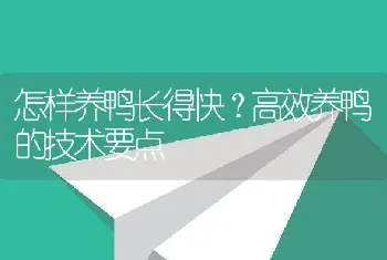 怎样养鸭长得快？高效养鸭的技术要点