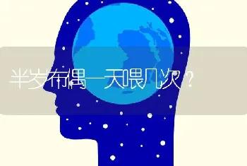 半岁布偶一天喂几次？