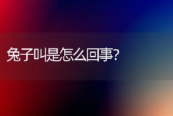 兔子叫是怎么回事？