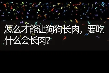 怎么才能让狗狗长肉，要吃什么会长肉？