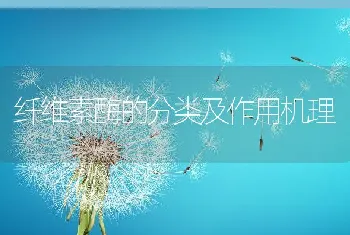 纤维素酶的分类及作用机理