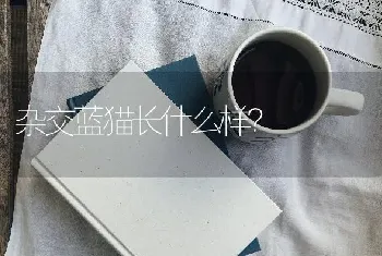 杂交蓝猫长什么样？