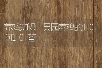 养鸡知识：果园养鸡的10问10答！