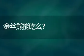 金丝熊能吃么？