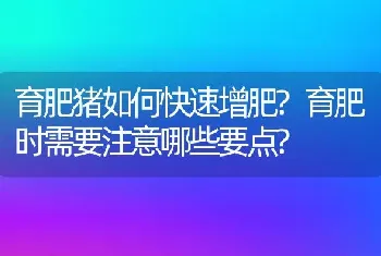 育肥猪如何快速增肥?育肥时需要注意哪些要点?