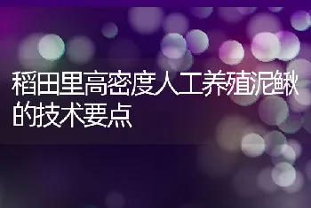 稻田里高密度人工养殖泥鳅的技术要点