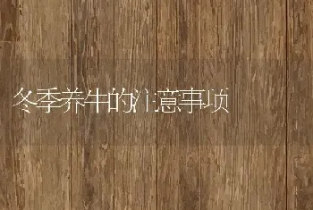 冬季养牛的注意事项