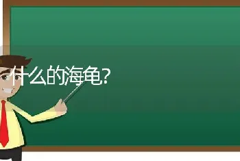 什么的海龟？