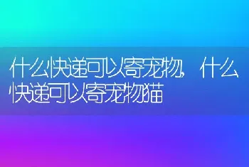 什么快递可以寄宠物，什么快递可以寄宠物猫